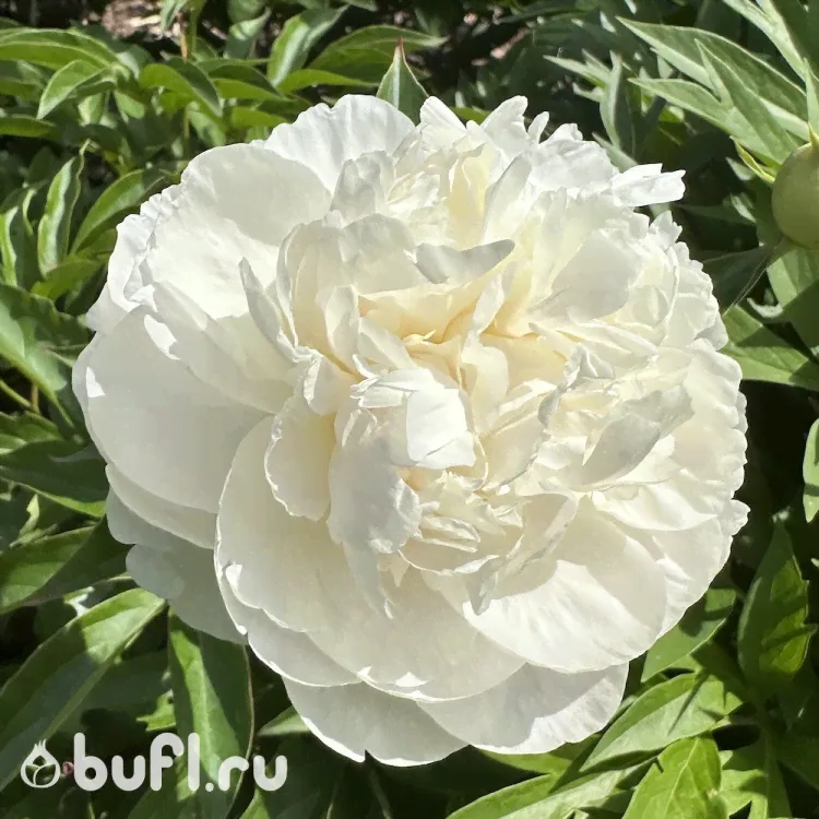 Пион Duchesse de Nemours