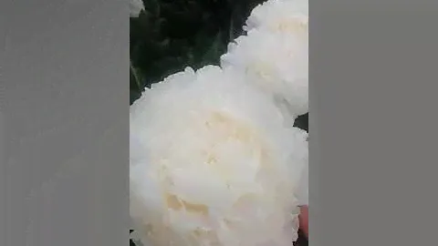 пион Соланж