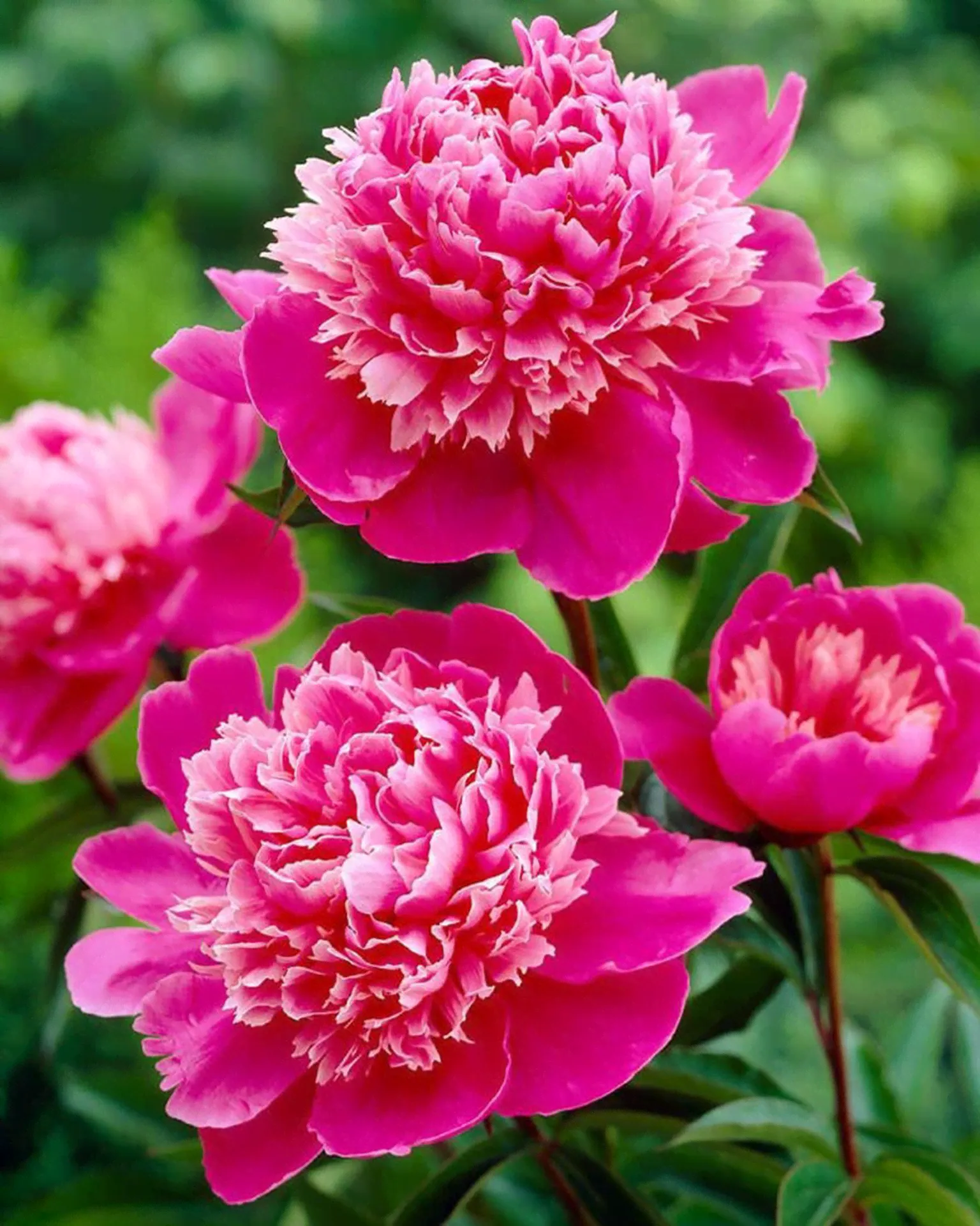Пион Мадам Эмиль Дебатен 1 шт. / Paeony "Mme. Emile Debatene"-0