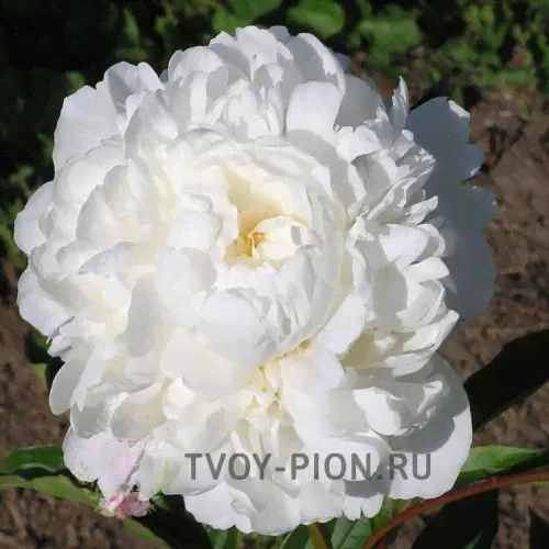 Пион травянистый Уайт Дабл/White Double-0