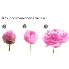 Пион розовый поштучно