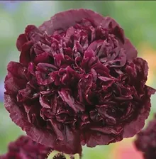 Пион "Black Beauty" (Голландия)