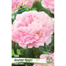 Саженец ОКС Пион молочноцветковый Albert Crousse, 2/3 n (1 шт.)