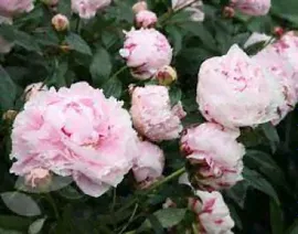 Пион Кенингсвинтер (Paeonia Königswinter).