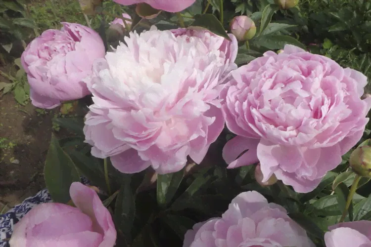 Пион молочноцветковый Леди Орхид (Paeonia Lady Orchid)-0