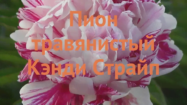 Пион травянистый Кэнди Страйп (paeonia candy stripe) 🌿 обзор: как сажать, саженцы пиона Кэнди Страйп