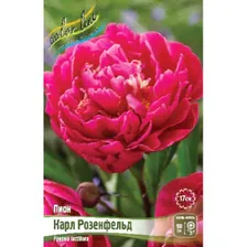 Саженец ОКС Пион молочноцветковый Karl Rosenfield (1 шт.)