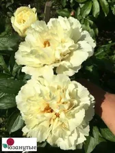 Пион Ванилла Шнапс/ Paeonia Vanilla Schnapps/э осень 2023