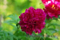 Пион травянистый 'Красный пик' / Paeonia 'Red Peak'