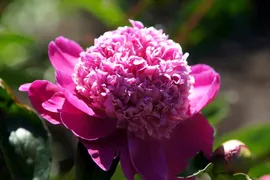 Пион Paeonia Raspberry Ice 3/5