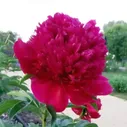 Пион Red Sarah Bernhardt (Ред Сара Бернард)