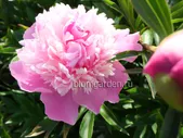 Пион «Кора Стаббс» (Paeonia lactiflora Cora Stubbs)