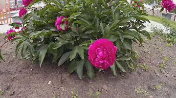 Фиолетовые пионы