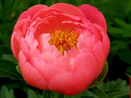 Пион Paeonia Black Beauty 2/3