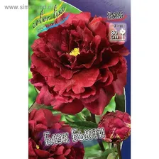 Пион БЛЭК БЬЮТИ МАХРОВЫЙ р-р 2/3, 1 шт