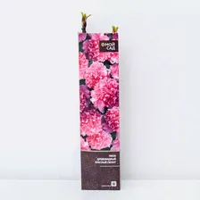 Пион древовидный Красный Гигант (в тубе) 1 шт, 1-2 стебля
