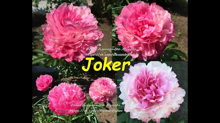 пион Джокер peony Joker