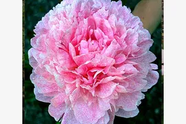 Пион травянистый Питертье Фринд Вагенаар (Paeonia Pietertje Vriend Wagenaar) кп