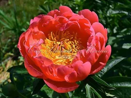 Пион травянистый Корал чарм (Coral Charme)
