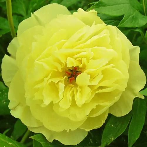 Пион Paeonia Amy Jo 2/3-0