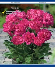 Пион Лондон (травянистый ПАТИО)