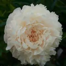 Пион Брайдл Грейс (Paeonia Bridal Grace)