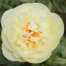 Пион Лемон Шифон (молочноцветковый)