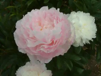 Пион Мунстоун / Лунный камень (Paeonia Moonstone)