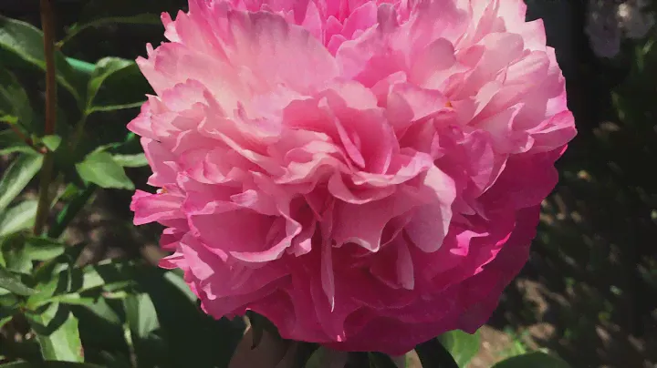 Joker peony Джокер пион