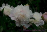 Пион травянистый 'Мазерс Чойс' / Paeonia 'Mothers Choice'