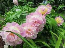 Пион Распберри Сандей (Paeonia Raspberry Sundae) 6л