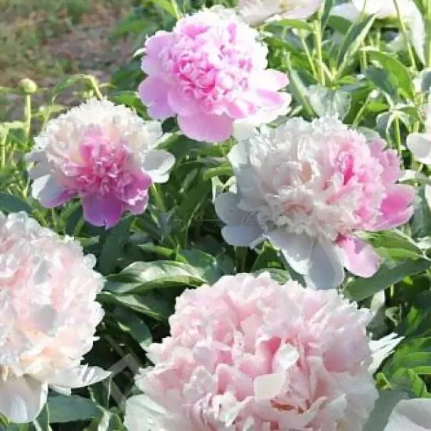 Пион Мистер Эд (Paeonia Mister Ed )