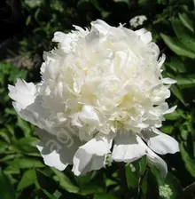 Пион Charlie's White (Чарли Уайт)