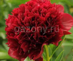 Пион молочноцветковый Paeonia Lactiflora "Red Grace" : С5>-0