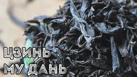 Дегустация чая Цзинь Му Дань