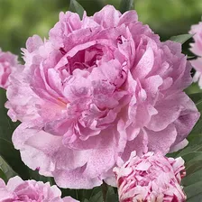 Пион Sarah Bernhardt "Unique™", 3-5 eye