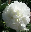 Пион White Sarah Bernhardt ( Уайт Сара Бернар)
