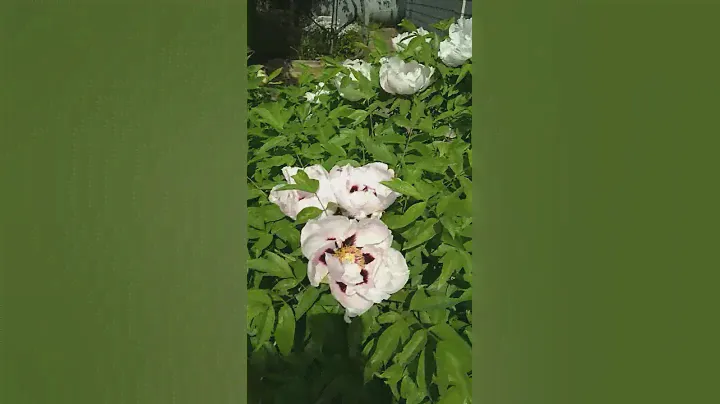 Древовидный Пион