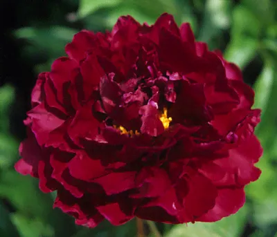 Paeonia Ming Joy Пион Минг Джой