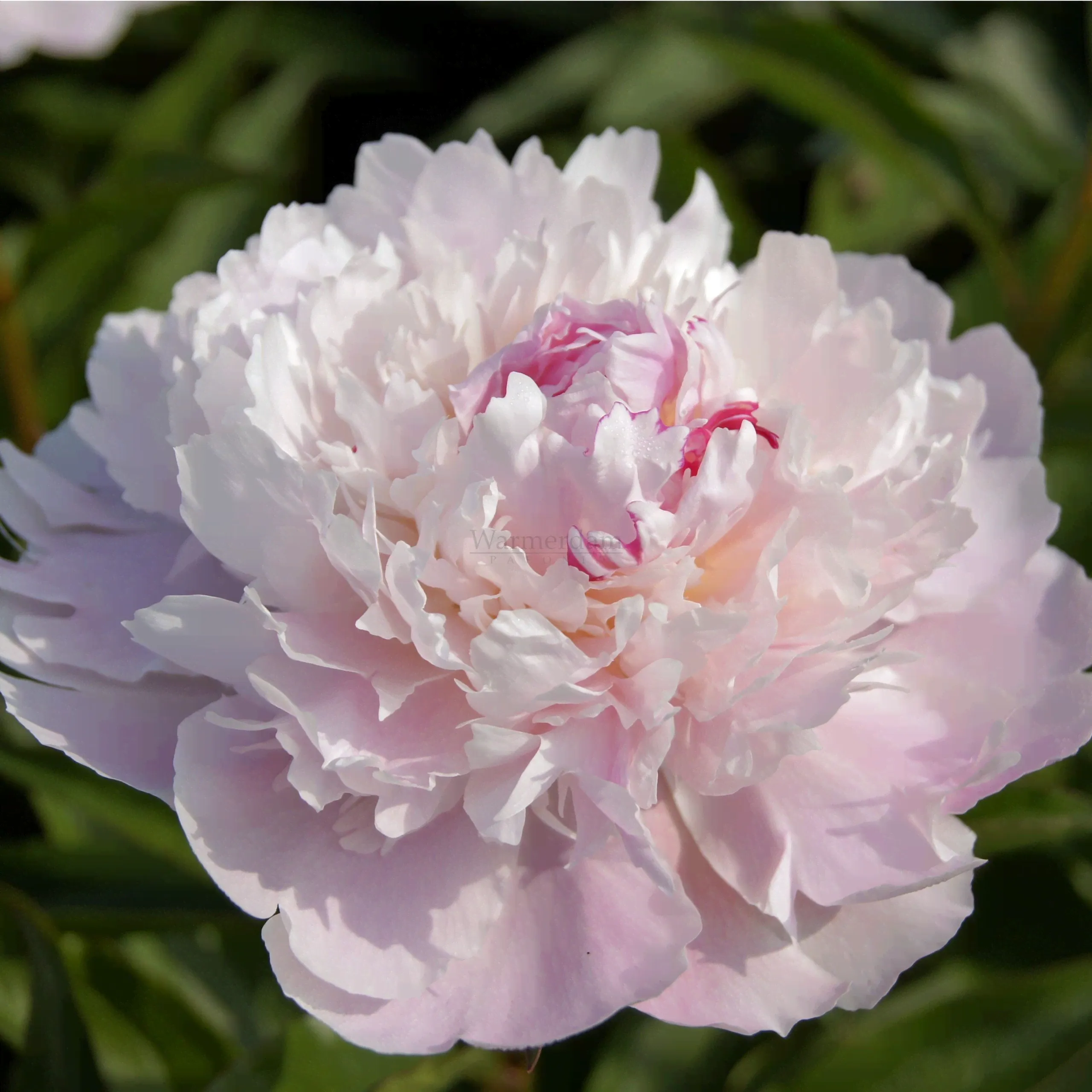 Пион категория А - Мисс Экхарт (Paeonia lactiflora Miss Eckhart)-0