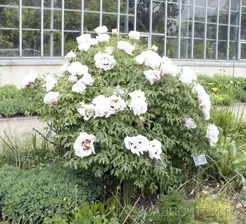 Пион древовидный Рока, сеянцы, бело-розовый с темной серединой , Paeonia rockii
