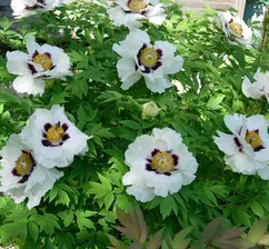 Пион древовидный, Paeonia suffrutlcosa, сеянцы из местных семян