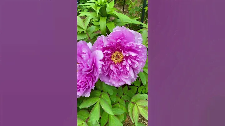 Violet Peony in Luna’s Rose garden 2023