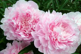 Пион травянистый Алерти (Paeonia Alertie) C5