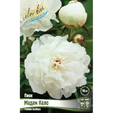 Саженец ОКС Пион молочноцветковый Madame Calot, 2/3 n (1 шт.)