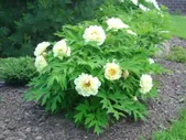 Пион древовидный Золотой век / Пион Эйдж оф Голд (Paeonia Age of Gold)