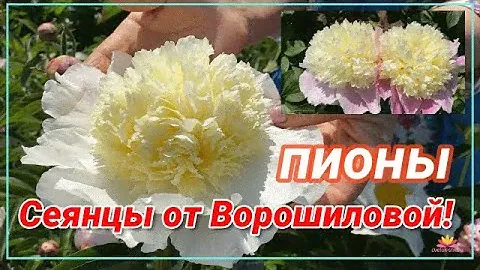Сеянцы от пиона TOUCH OF CLASS / Сад Ворошиловой