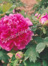Пион Гигант из Хемозы (1 шт)
