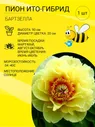 Пион гибриды / Сорта Бартзелла, Лоллипоп и др. / корень для посадки