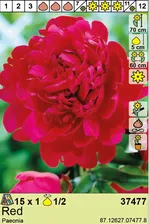BES Луковица Пион Red (x1)